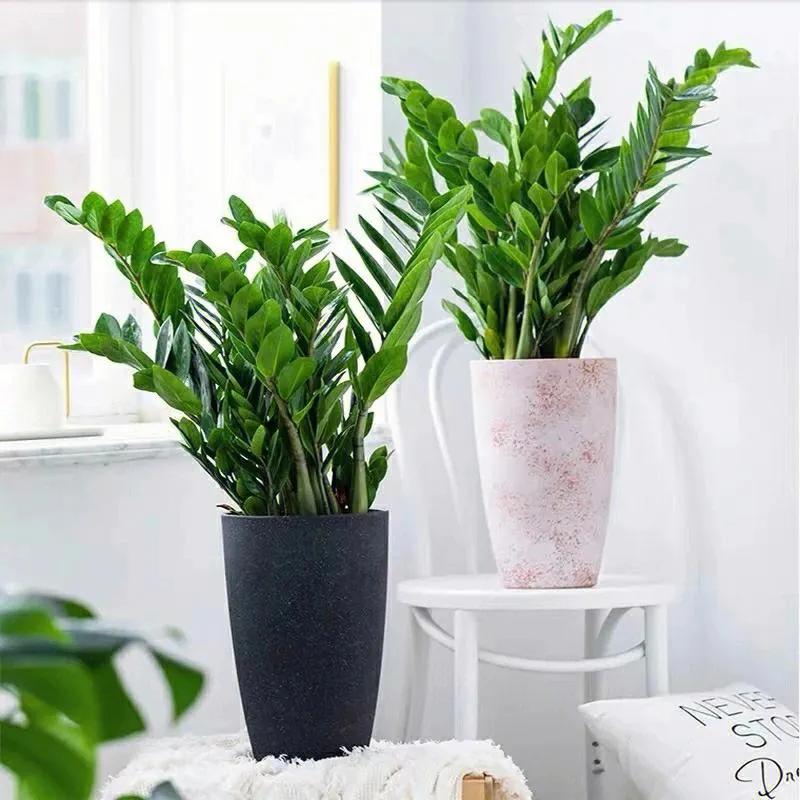 客厅种植什么树最旺财生命力强,客厅种什么树最好养最旺财