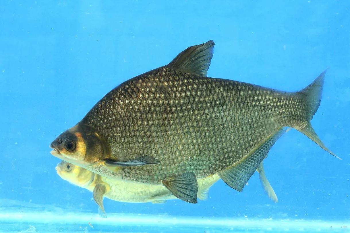 鱼类食材大全名称图片,鱼类菜谱大全100种