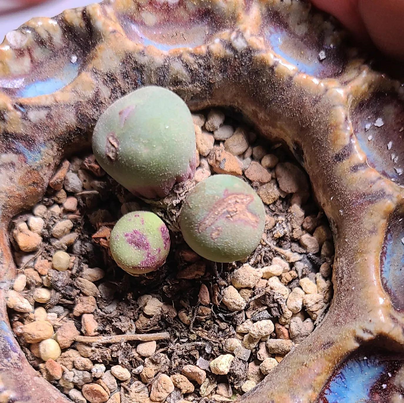 肉锥蜕皮要断水吗,肉锥什么时候蜕皮