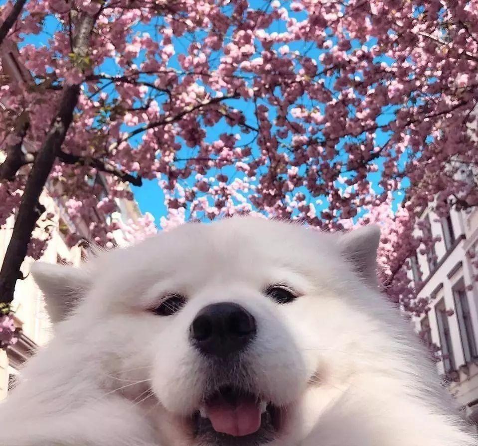 萨摩耶怎么去泪痕最快,萨摩耶狗身上掉毛怎么办