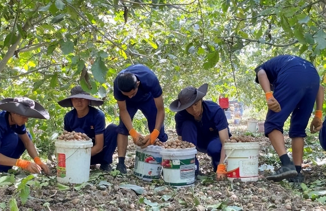 辛有志助农带货超7亿元，“火焰蓝”助力村民采摘核桃