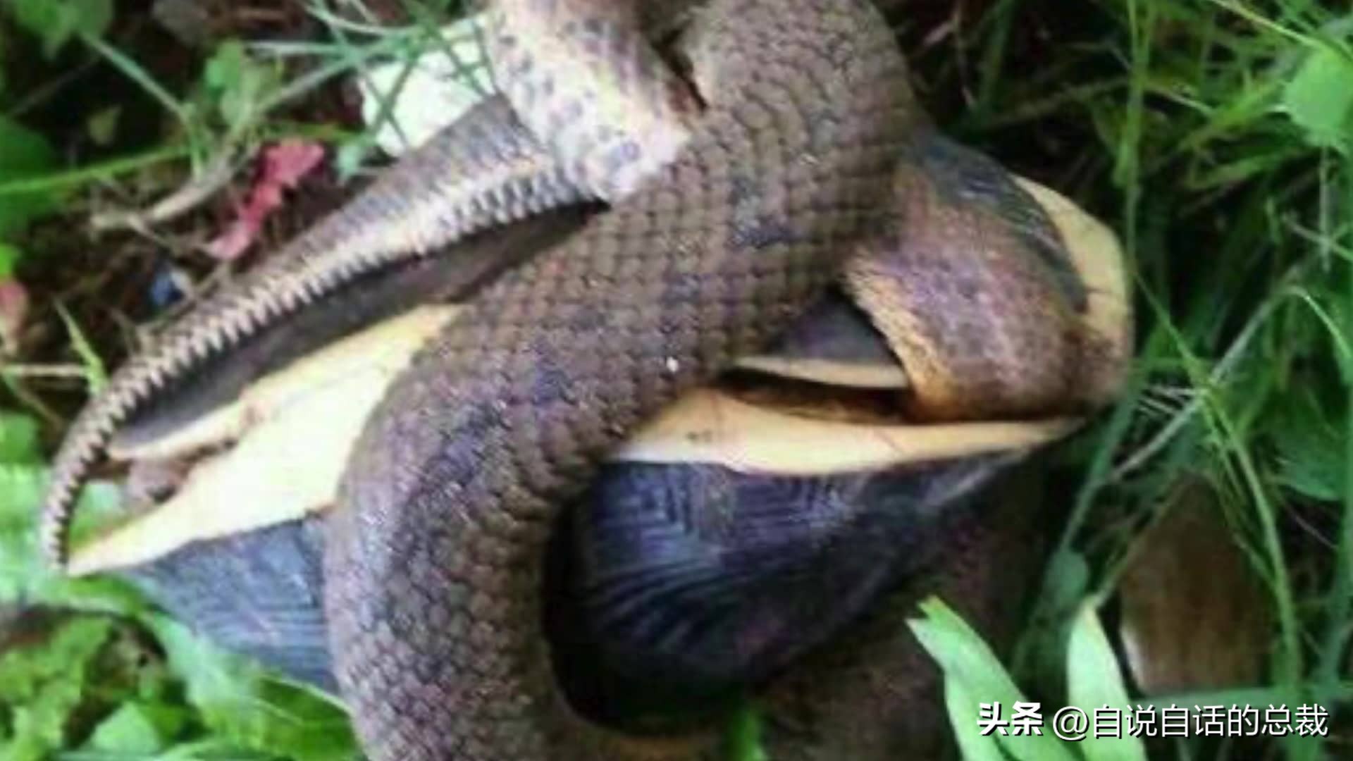 龟蛇大战,龟蛇大战故事