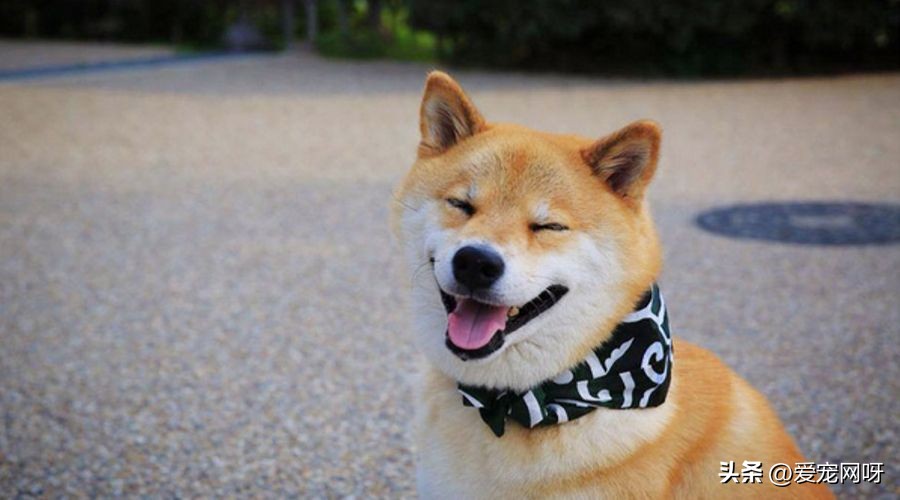 柴犬是一种什么样的狗,每天了解一种动物