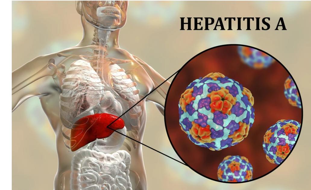 谷草转氨酶和谷丙转氨酶哪个难降,谷丙转氨酶与谷草转氨酶升高区别