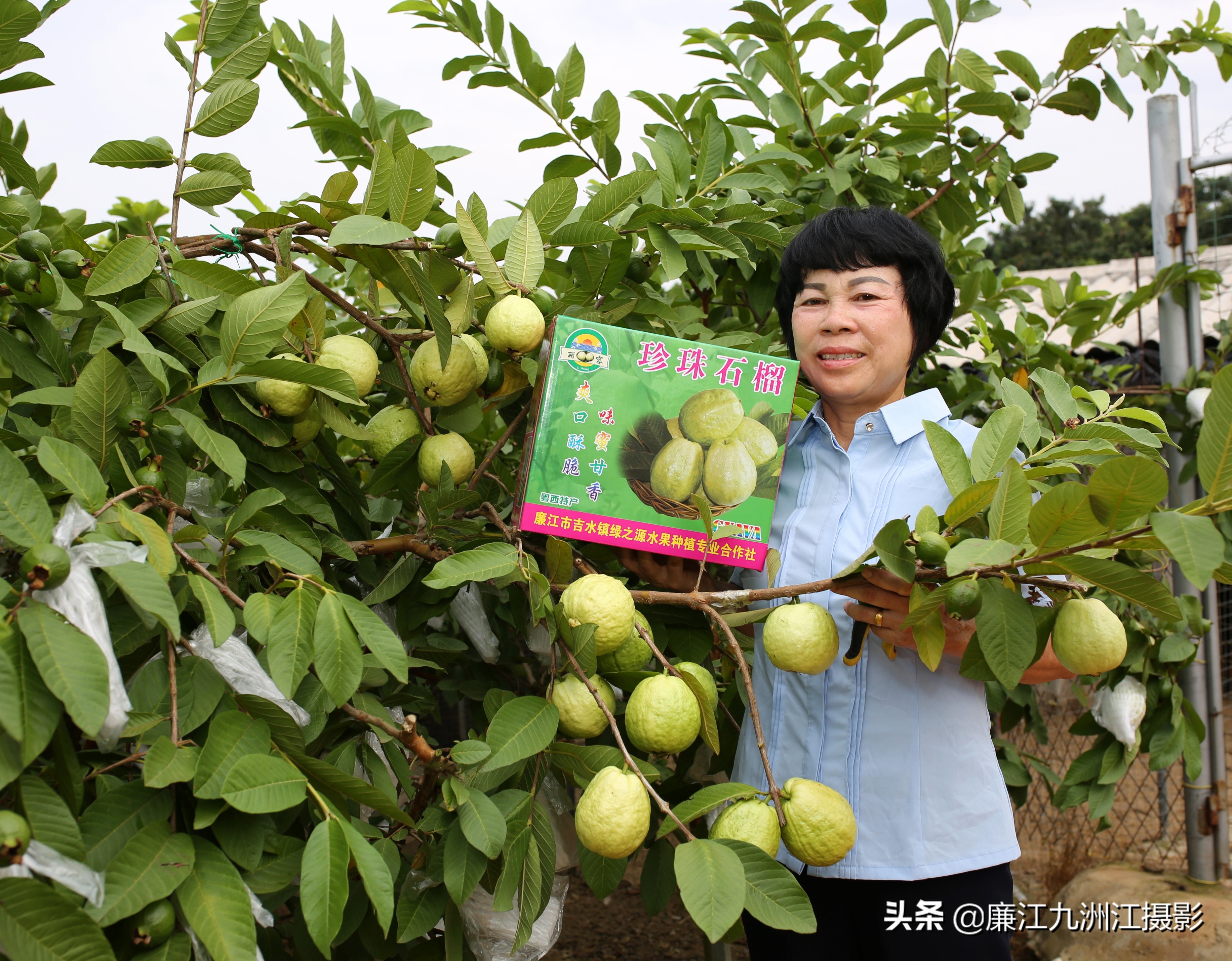 廉江吉水绿之源合作社,廉江市绿之渌分拣中心