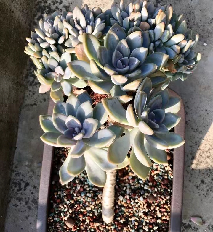 在别人家房顶上捡免费的多肉,农村里捡野生多肉