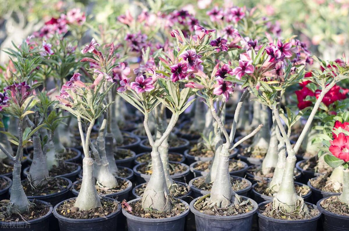 如何养沙漠玫瑰才能爆盆,沙漠玫瑰盆栽怎么养才能经常开花