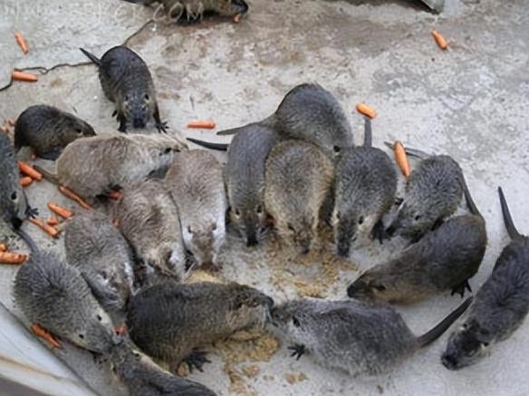 上海多地出现的巨大老鼠,上海发现巨型老鼠重达17公斤