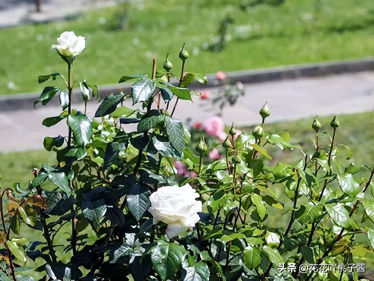 月季花纯香水,月季香水推荐