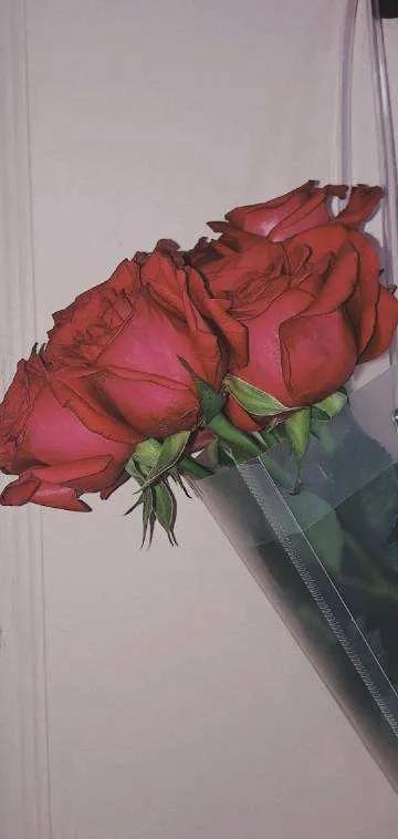 520浪漫玫瑰花壁纸,红玫瑰花壁纸大图