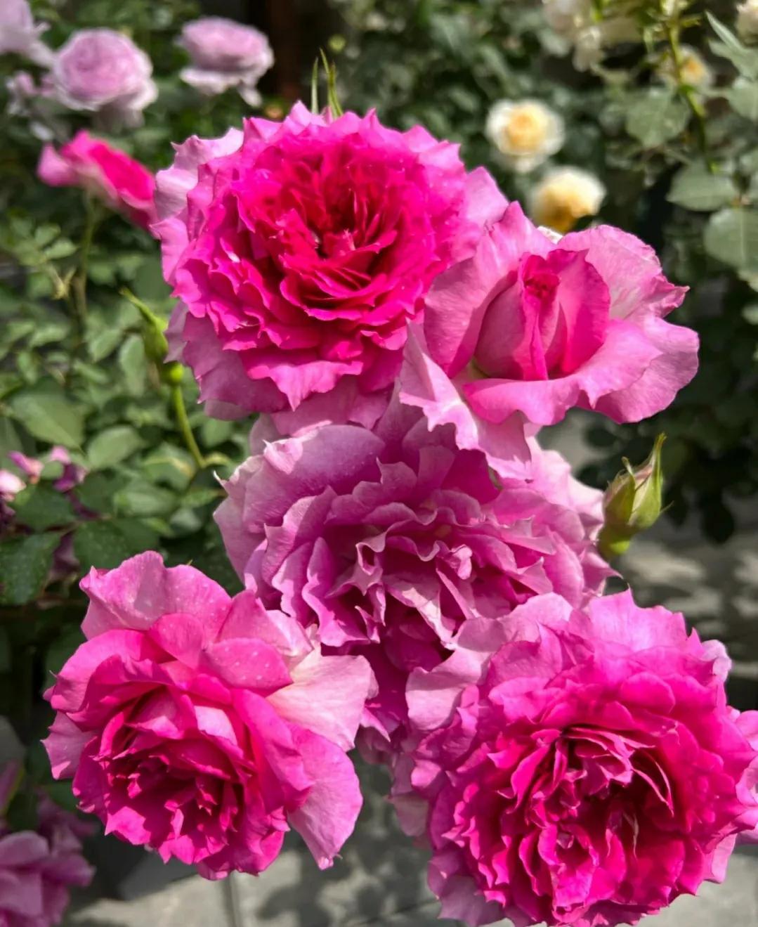 月季新品种详解,新品种抗病超大花浓香型月季