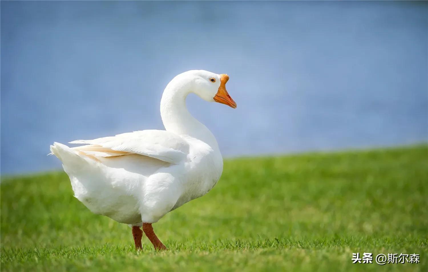 一年级语文上册古诗咏鹅说课,一年级上册语文背诵古诗咏鹅