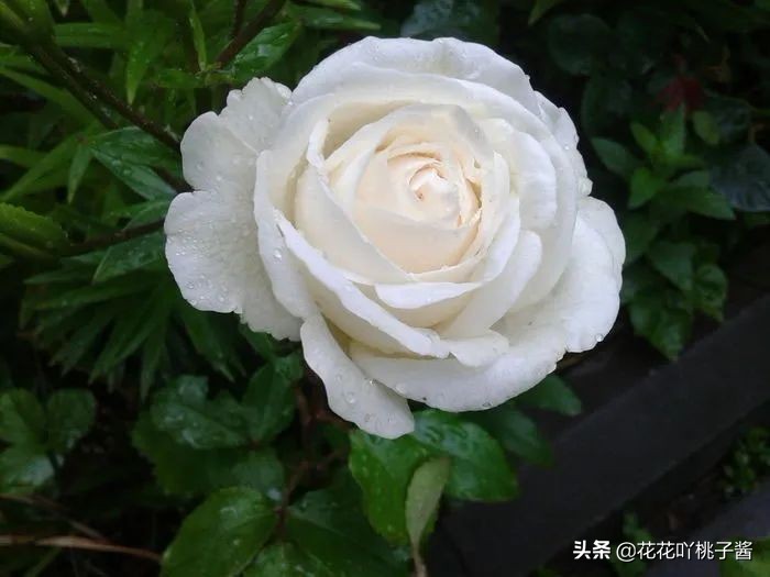 月季花纯香水,月季香水推荐