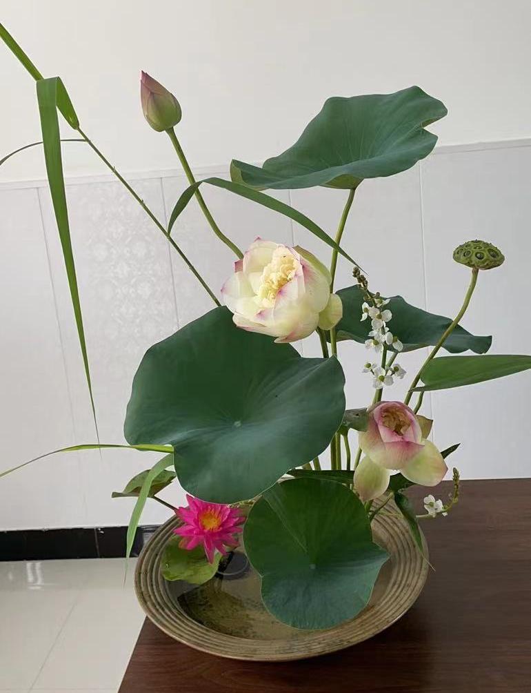 荷花种植什么品种好看,荷花种植范围有哪些品种