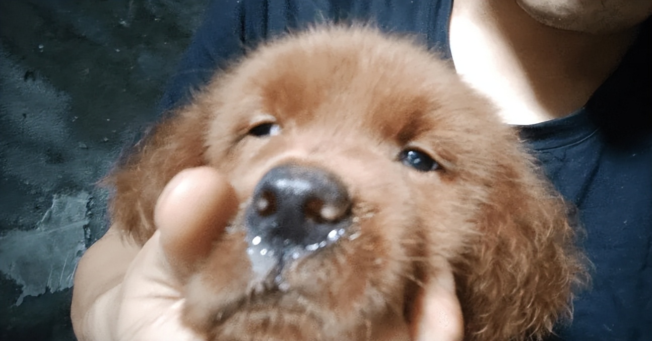 狗狗咳嗽很严重一直咳不停怎么办,养宠经验猫咪感冒打喷嚏怎么办