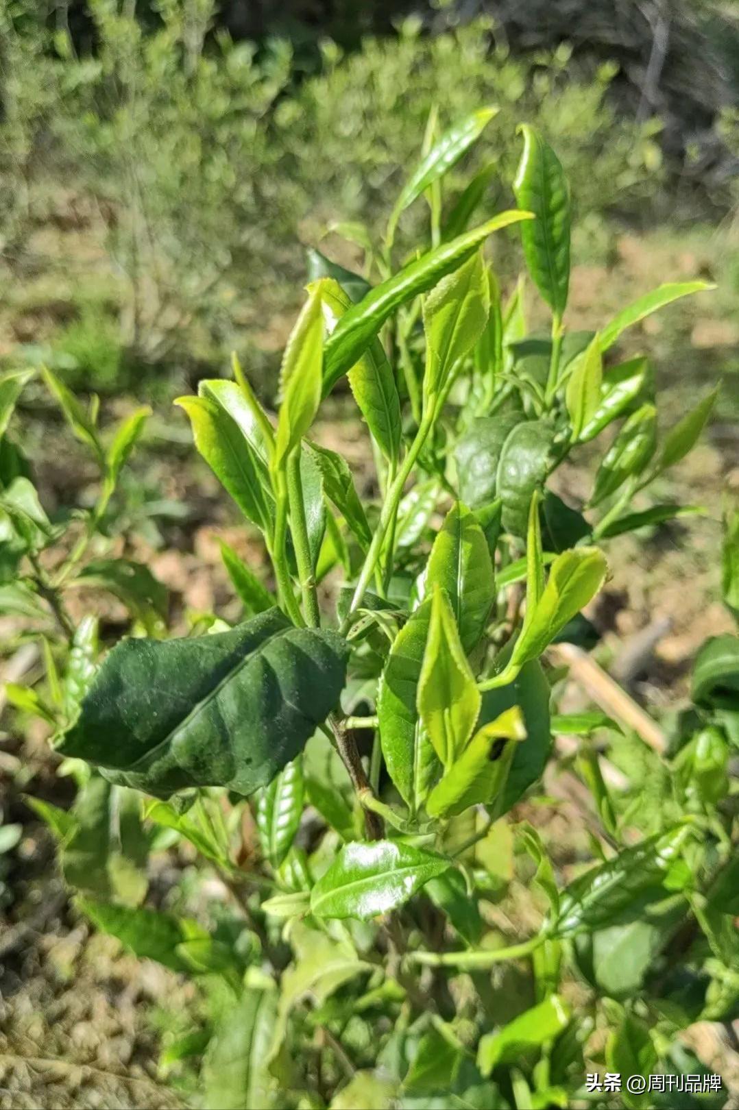 诸暨千年茶树王,走进古树茶王