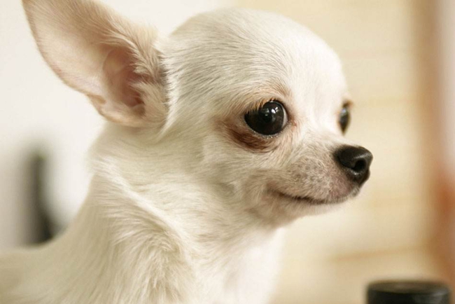 老年吉娃娃犬支气管哮喘的症状,吉娃娃得了神经炎怎么治疗