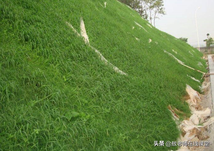 草坪园林景观设计,园林景观和草坪景观区别