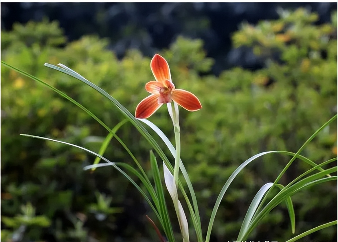 此兰花“红得发紫”，是兰花界的通用粮票，花色独特，曾屡获金奖
