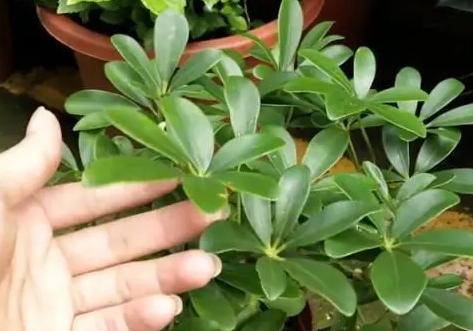 招财树该怎么养,招财树该如何养