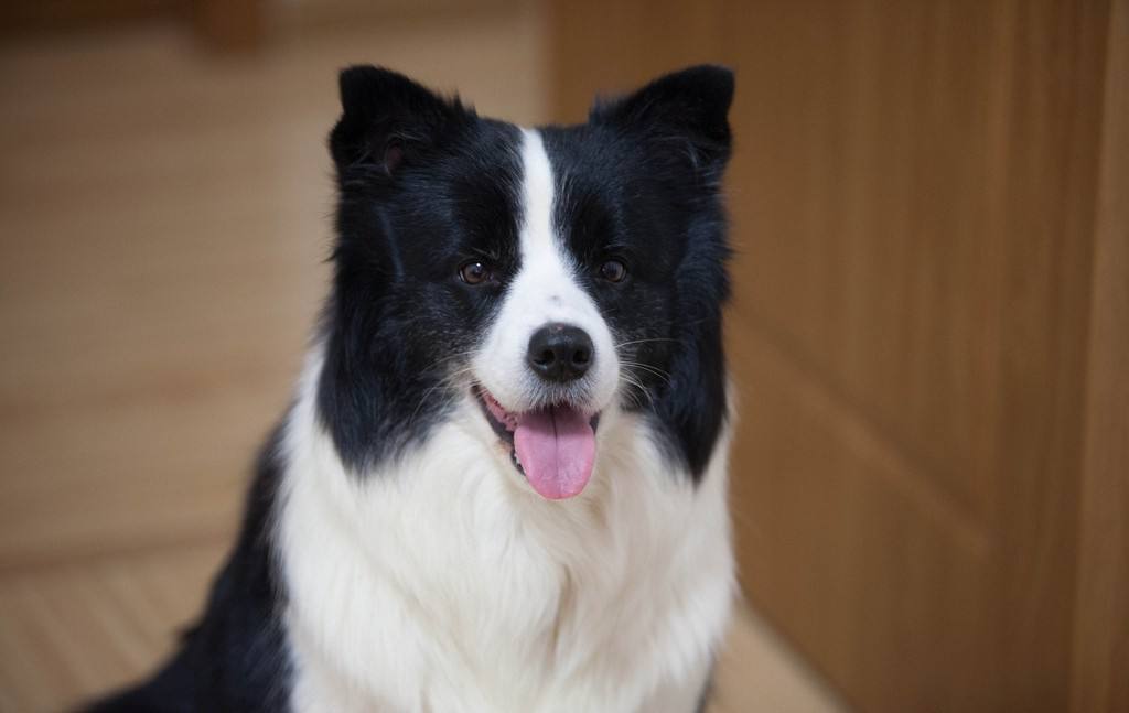 边牧这么聪明为什么养得那么少,陨石边牧缺点和优点