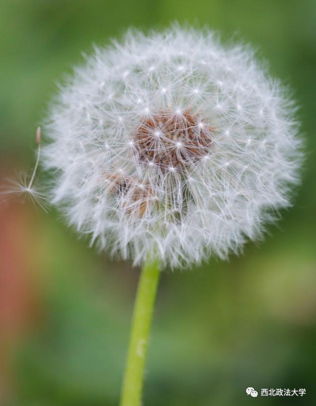 西法大到底是什么,西法大是什么意思网络用语