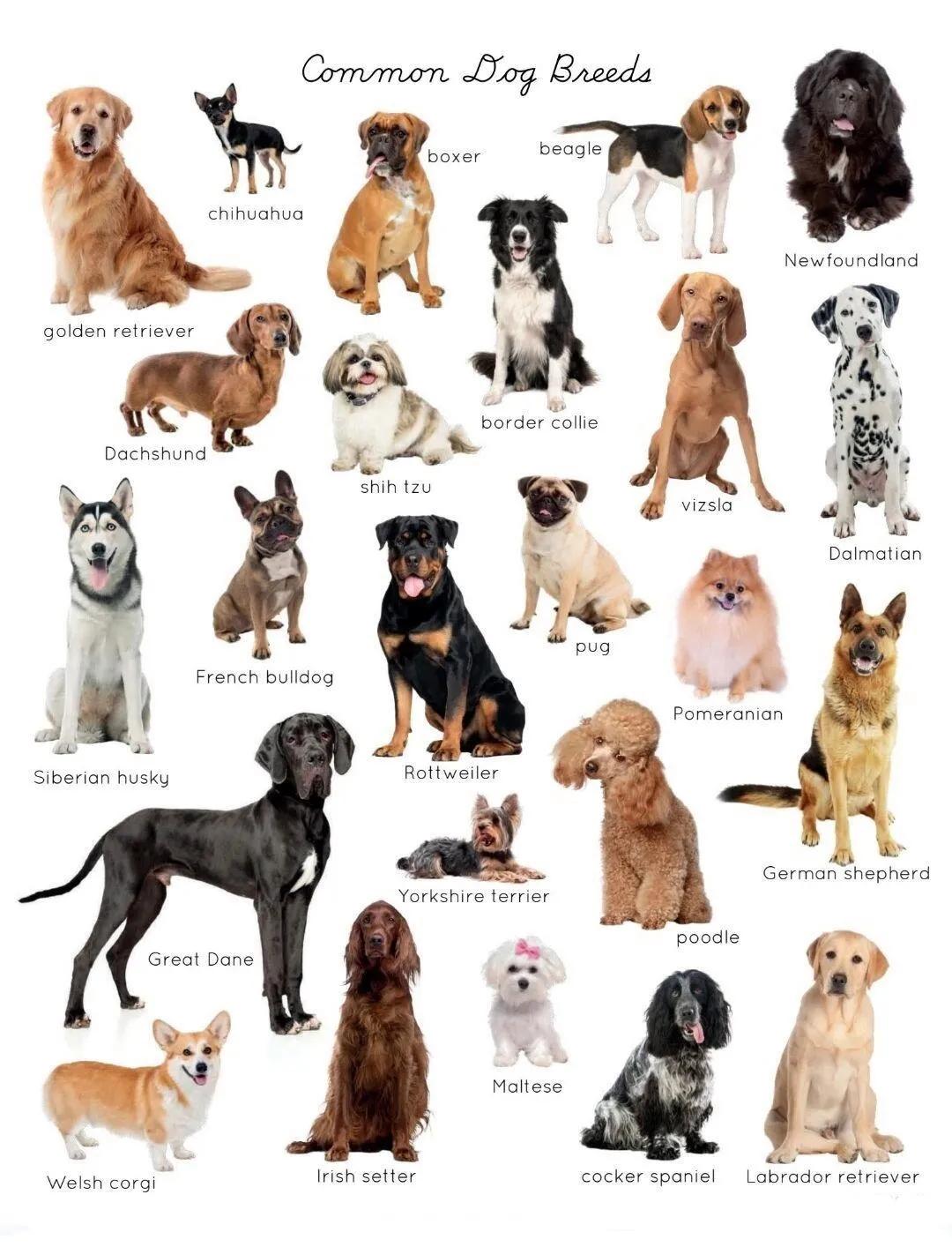 怎样分辨各种狗的品种,各种狗的品种和特点