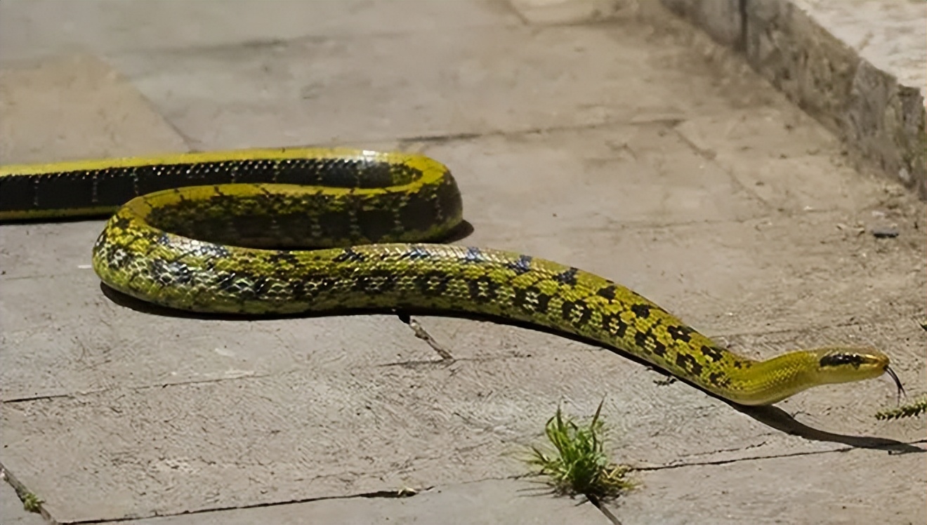 老人说“一地王锦蛇,十里无毒蛇”,为啥被称为“百蛇之王”?