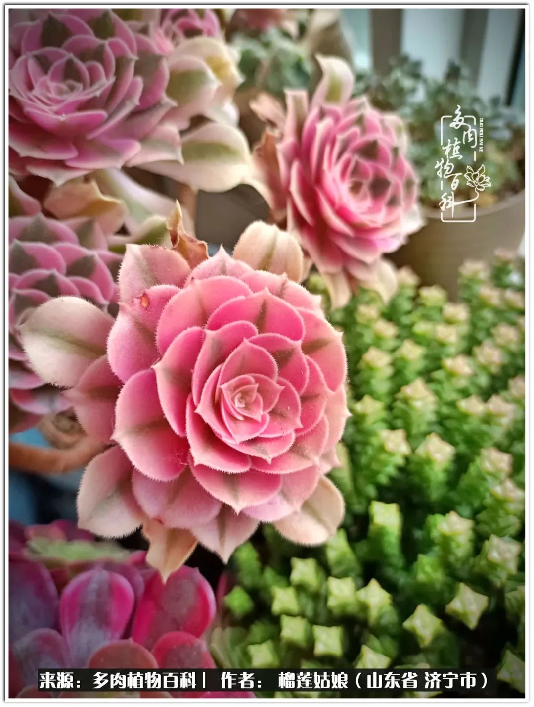 繁花似锦觅安宁淡如流水度一生,繁花似锦觅安宁淡云流水度人生