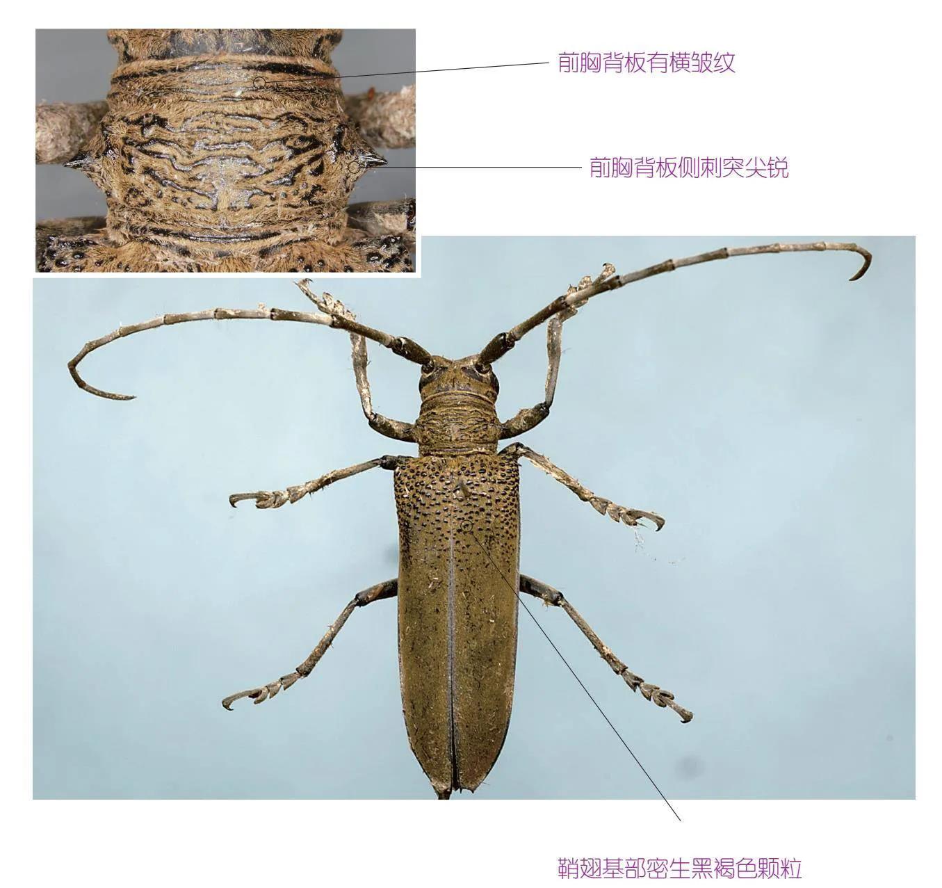 32种昆虫简介思维导图,32种食用植物