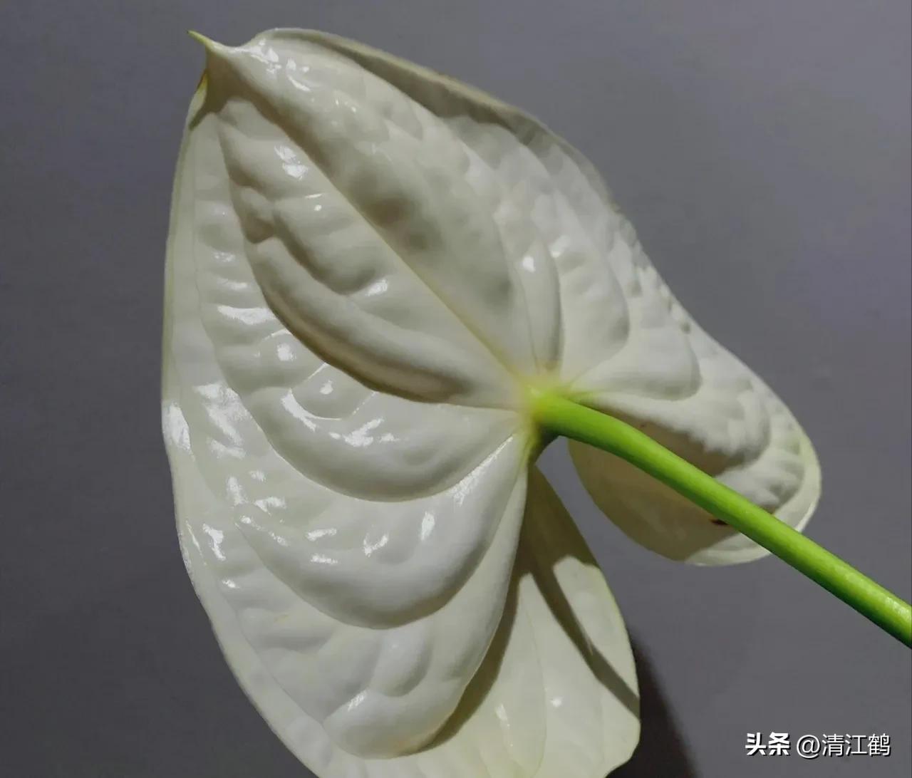 白鹤芋不开花别急着扔,“5步骤”矫正养护,叶子油绿花开不断