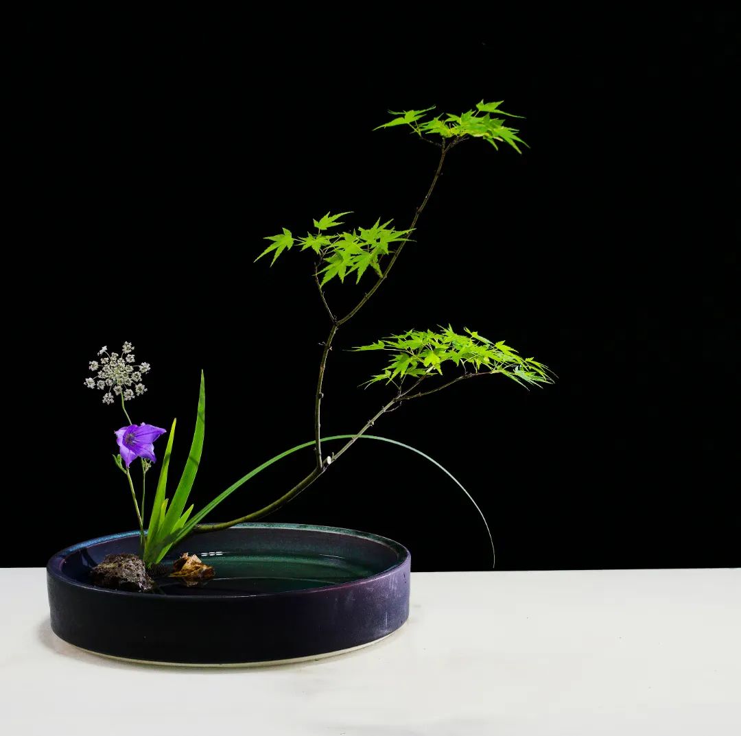 「今晚直播」东方自然风倪志翔：木本枝条在插花中的应用