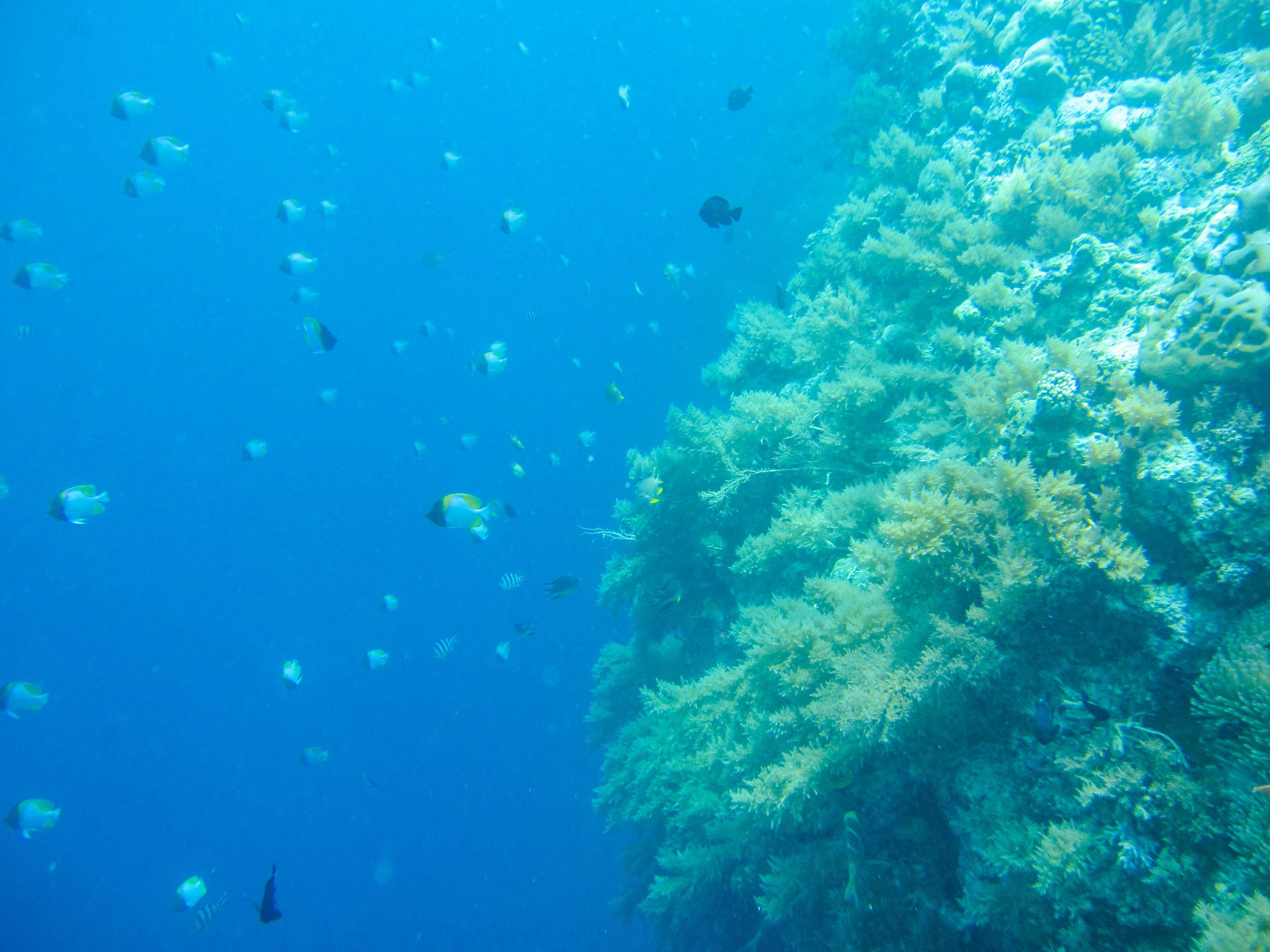 孤悬在太平洋上的岛国,帕劳,人生最值得一去的旅游目的地之一