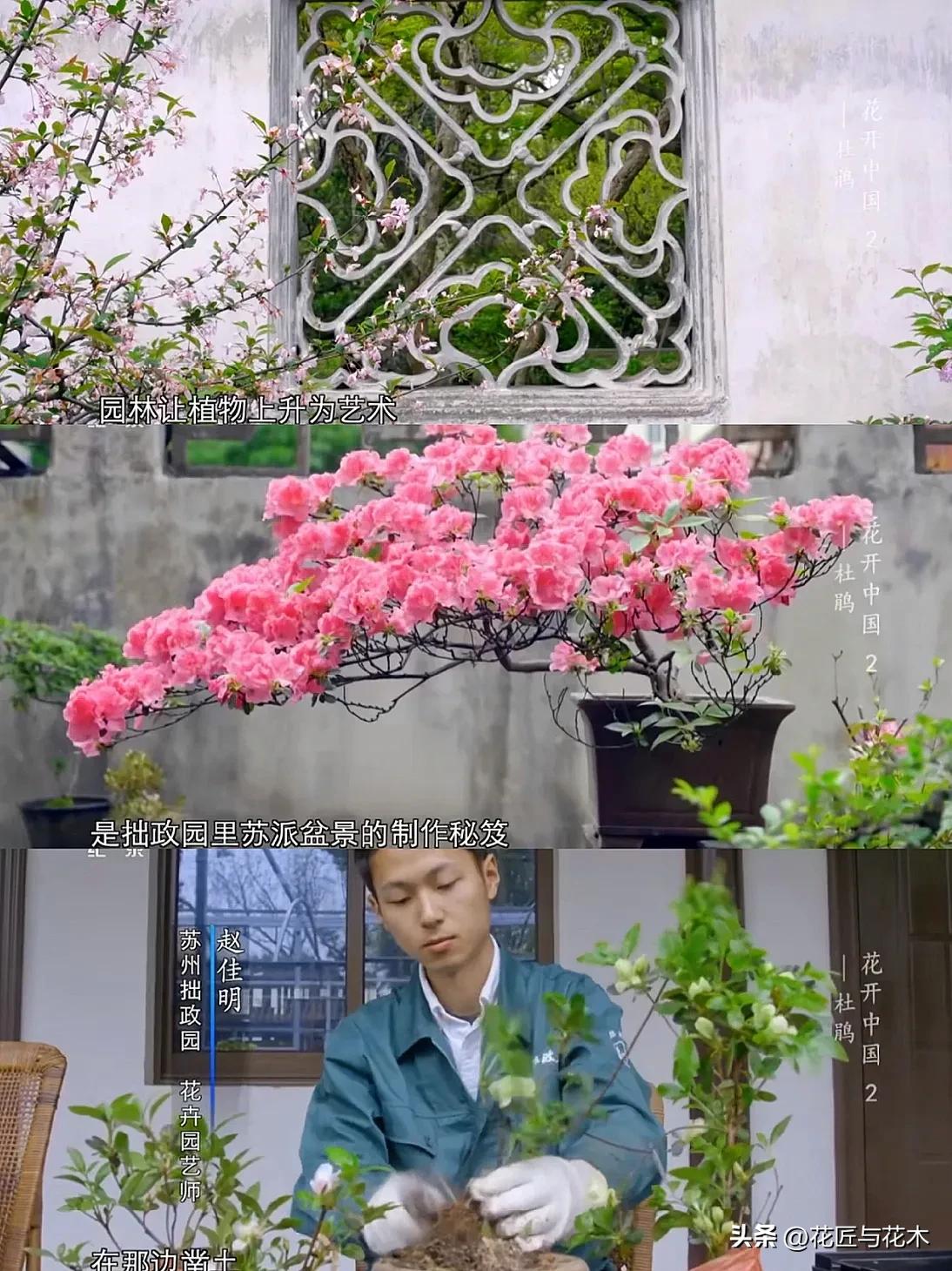 央视顶级纪录片｜万花之王，用一叶一瓣打开“世界”