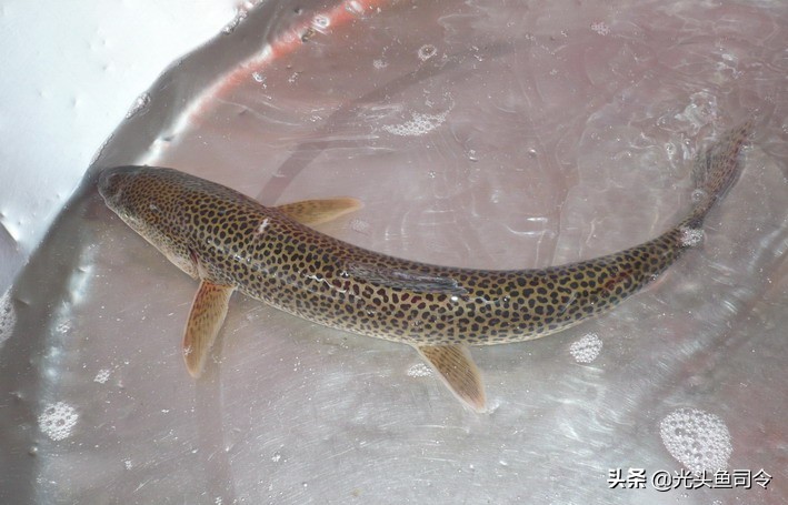 钓鱼钓到保护鱼种放了违法吗,钓鱼犯法的鱼类有哪些种类