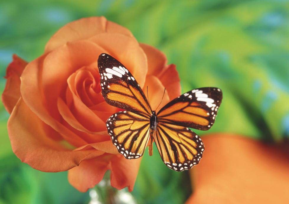 元明清十首词,明清最有影响的诗词