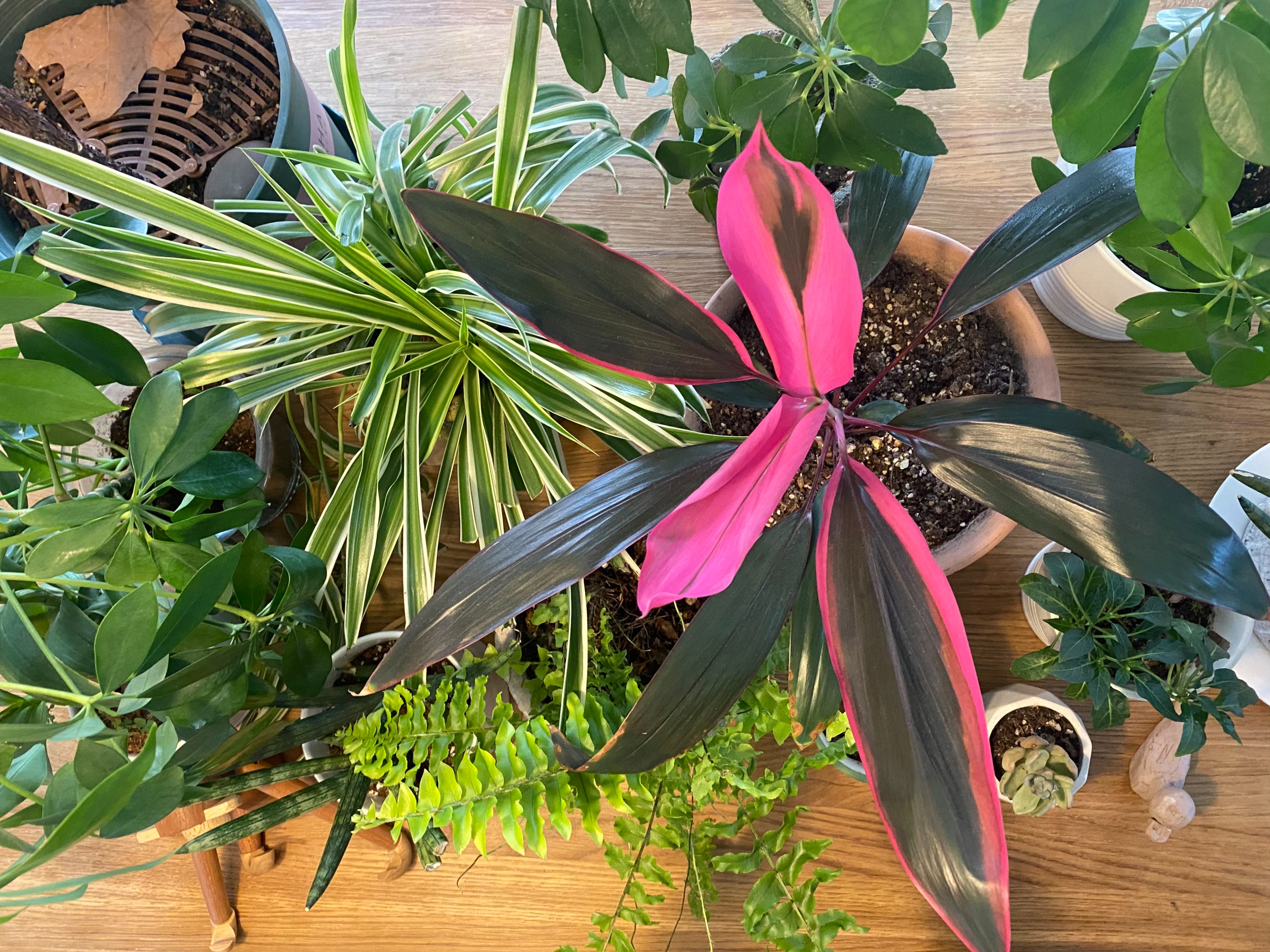 进阶为植物养殖高手必养的植物,20年种植经验告诉你多肉这样养