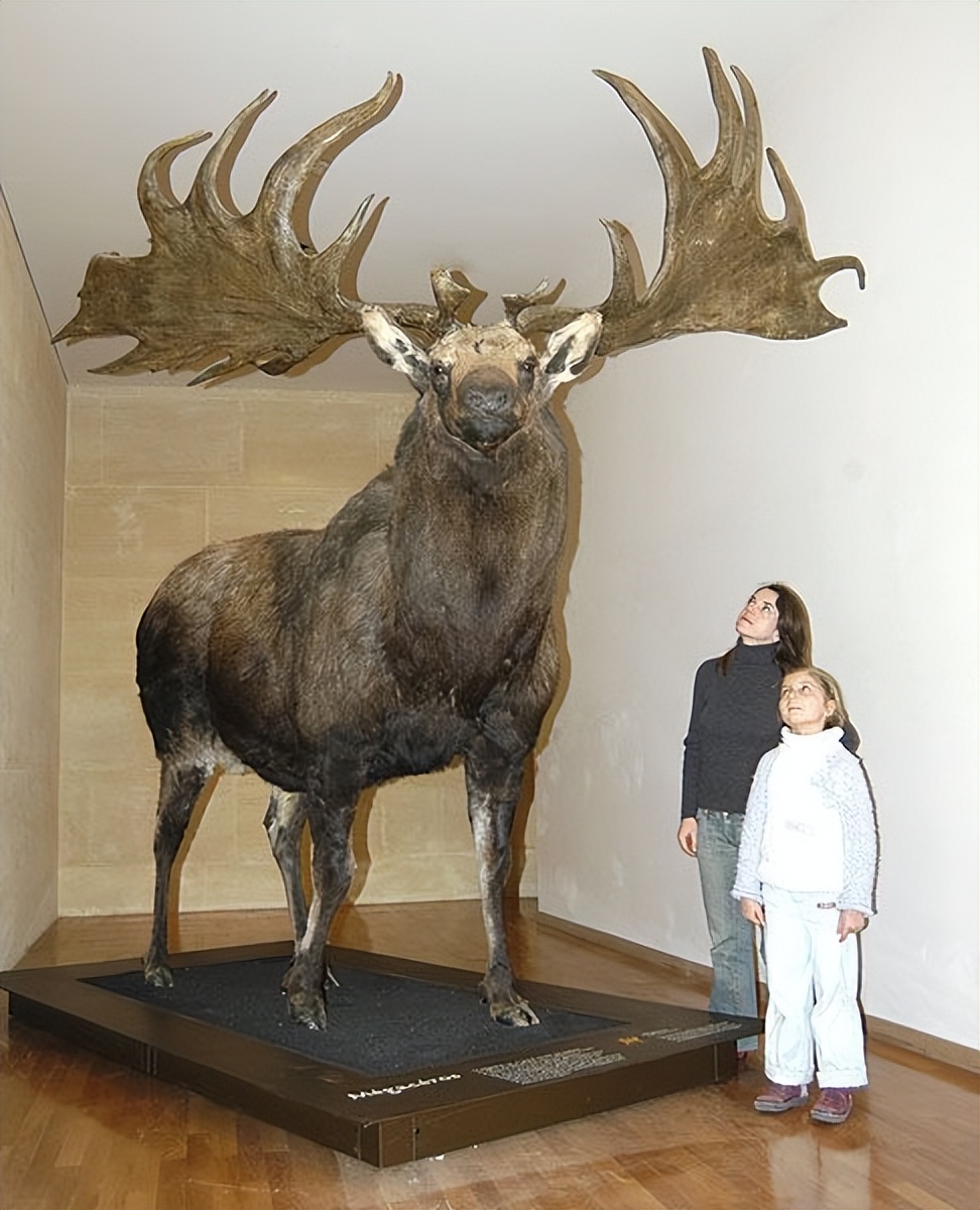 因基因变异快灭绝的动物,从远古到现在并未灭绝的动物