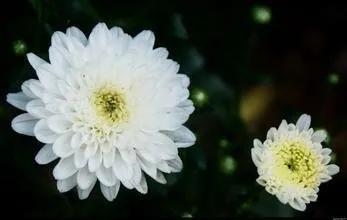 黄山贡菊2024年价格预计多少一斤,黄山贡菊是白菊吗价格多少钱一斤