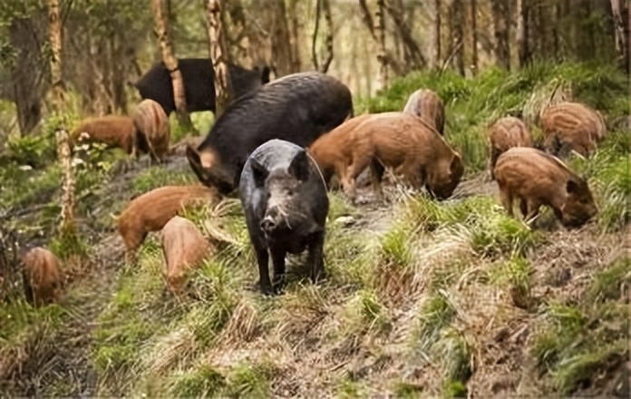 祁连山发现猛兽,祁连山发现的雪豹