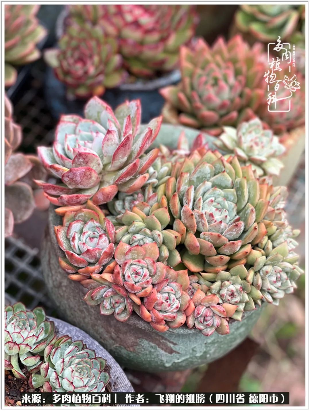 多肉的正确养殖方法冬天怎么养活,多肉怎么养活而且长得快且好看