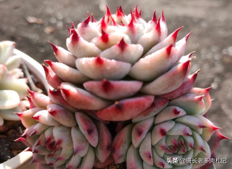 多肉苯巴蒂斯和吉娃娃哪个更好看,静夜多肉和苯巴蒂斯多肉的区别