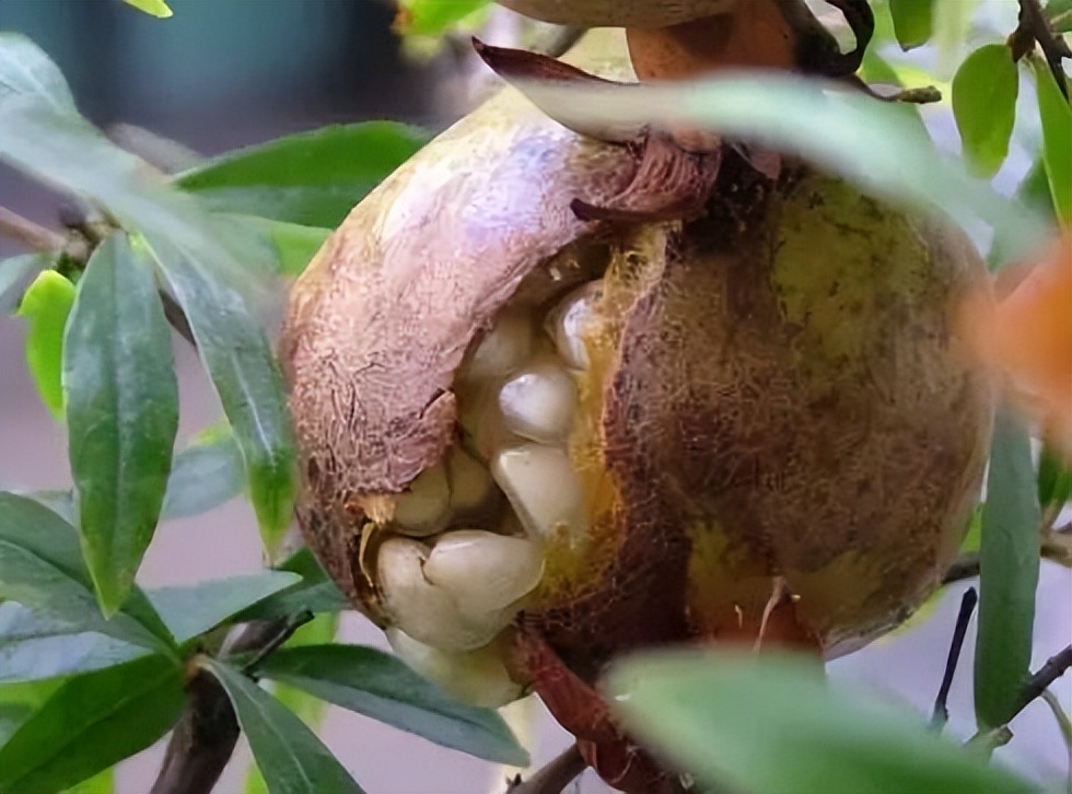 石榴会越放越甜吗,石榴会