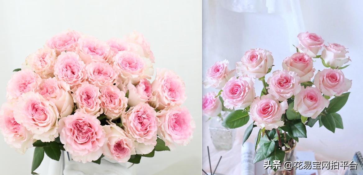 花店玫瑰为什么不香,花店里的玫瑰为什么不香