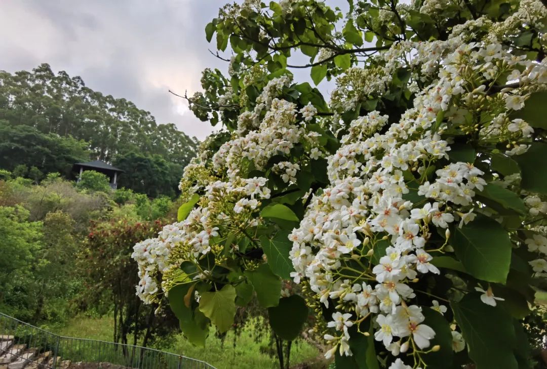 五一适合去哪旅游东山岛,东山岛旅游攻略一天游玩
