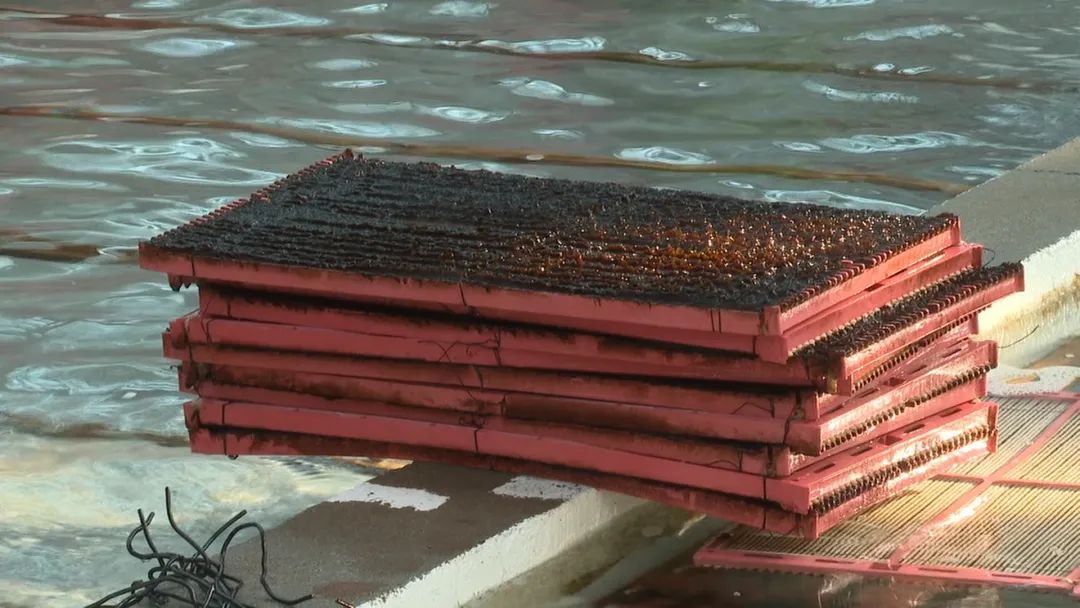 看似不起眼实则很赚钱,养殖场一年能赚多少钱