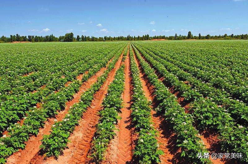 全国哪些地方的土豆最好吃,全国哪的土豆最好