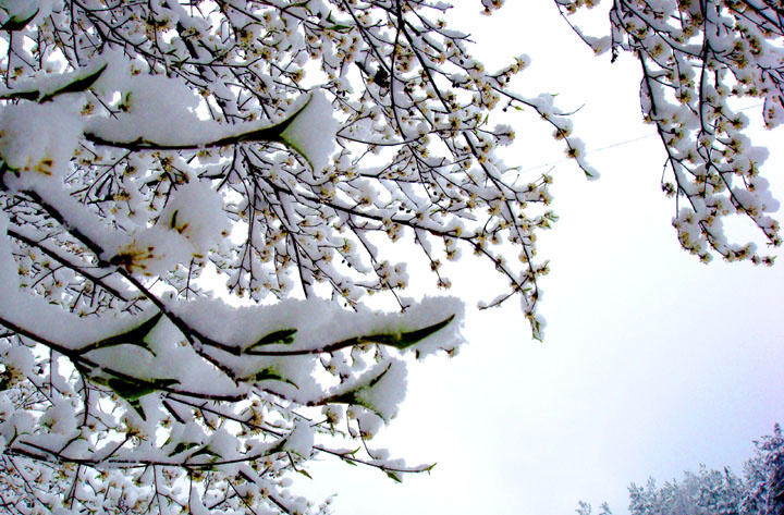 十首著名的雪景诗春雪,最绝美的雪诗句