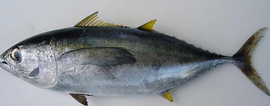 最常见的50种食用鱼吃法和价格,十种常用食用鱼类介绍