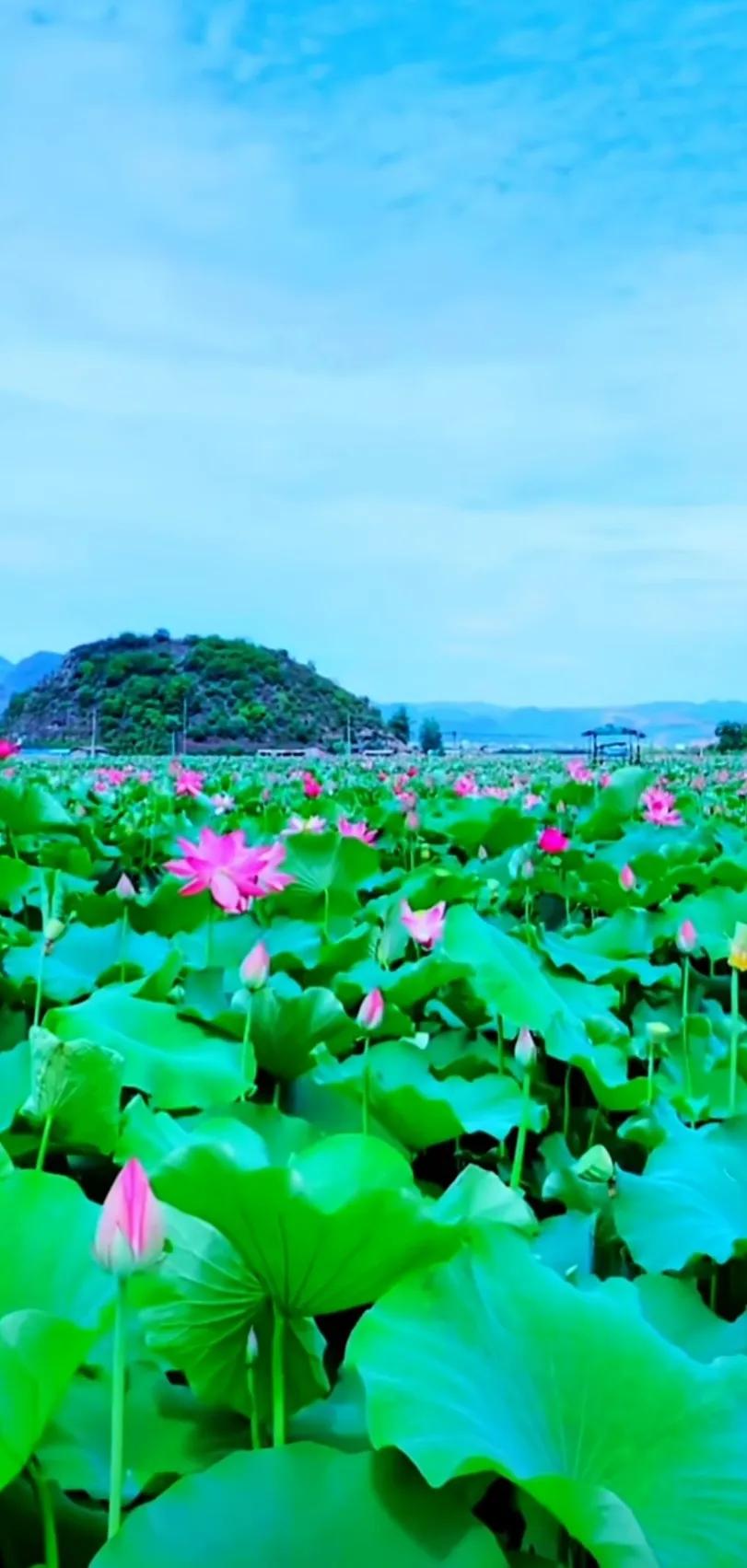 夏至荷花荷叶图片,夏至时节荷花正美图片